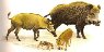 cinghiale.jpg