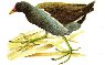 gallinella_d_acqua.jpg
